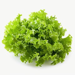 Friese lettuce green leaves isolated on white background