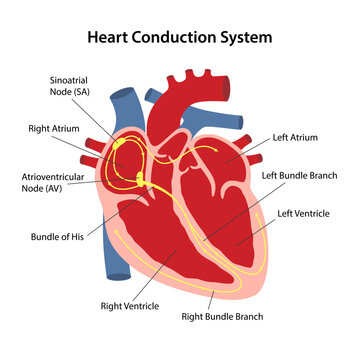 Diagram of the conduction system of the heart with main parts labeled. Electrical system of the heart. Vector illustration isolated on white background.