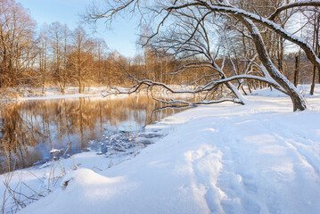 Winter landscape with river and trees in snow in sunny day