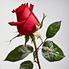 A Red Rose with leaf on a white background