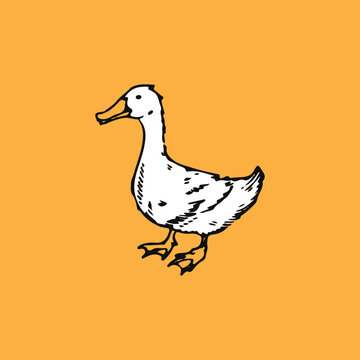 Simple minimal duck vector illustration isolated on yellow background