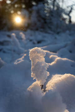 Formation de neige en contre jour au couché du soleil dans un sous-bois