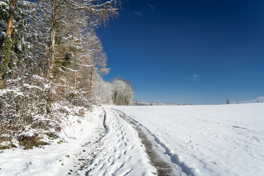 Chemin enneigé devant une forêt avec un ciel bleu