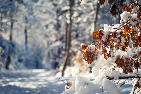 Sous-bois enneigé avec en premier plan des feuilles de chêne orange sous la neige
