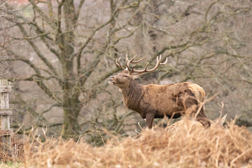 stag in the park