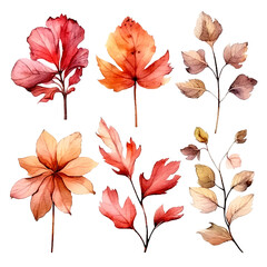 Fototapeta premium set of dry flowers, dried leaf and twig