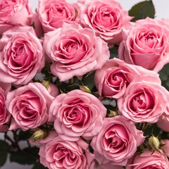 Pink roses on white background
