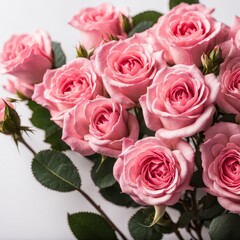 Pink roses on white background