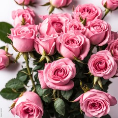 Pink roses on white background