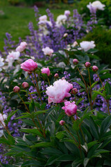 pink peonies blooming with blue nepeta (catnip). Romantic cottage summer garden with perennials