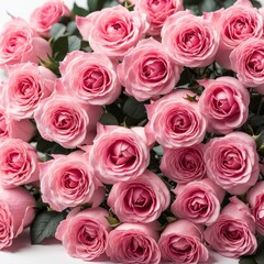 Pink roses on white background