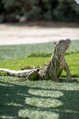 Sun bathing Iguana 