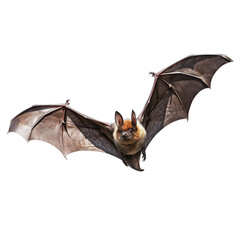 Bat Flying Isolated Transparent, Generative AI