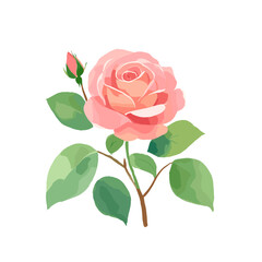 Fototapeta premium pink rose isolated on white