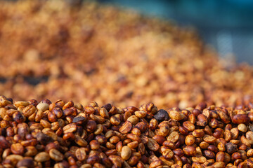 Coffee beans in the honey process after being exposed to the sun
