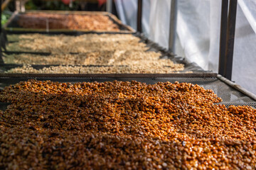 Honey coffee drying process by sunlight in greenhouse.freshly harvested beans undergo a meticulous...