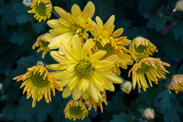 Obraz premium Detail of a yellow Chrysanthemum flower with blurred background.