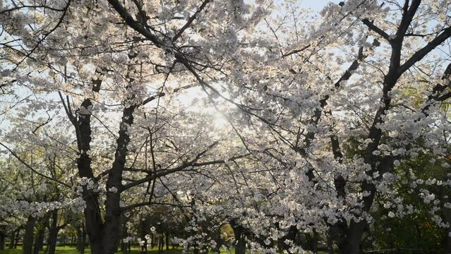 Slow motion of a blooming cherry blossom tree with golden light sun flare shining through the branches, Japan.