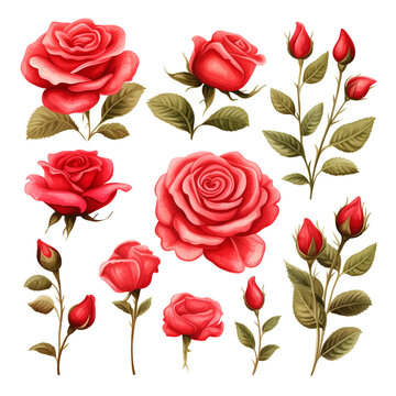 Set of pictures of red roses with leaves
