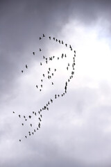 a flock of geese flying in formation in the cloudy sky