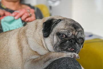 an old pug lies on the owner's lap 16
