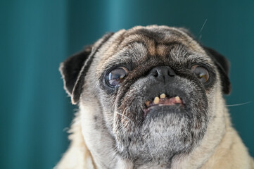 old pug sitting on the sofa on a green background 9