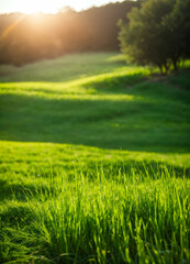 Fototapeta na wymiar weet green grass in the morning 