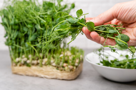 Vibrant pea shoots freshly harvested, a symbol of healthy living and organic farming. This image captures the essence of gardening and sustainable lifestyles. The green tendrils, rich in nutrients