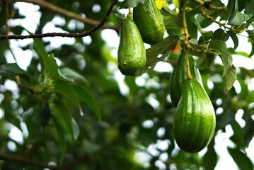 avocado fruit hanging on the tree