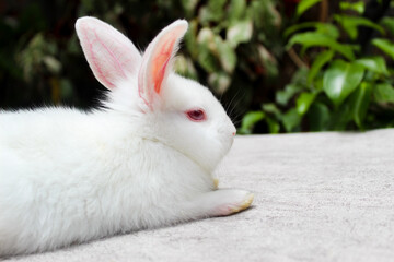 a white rabbit resting