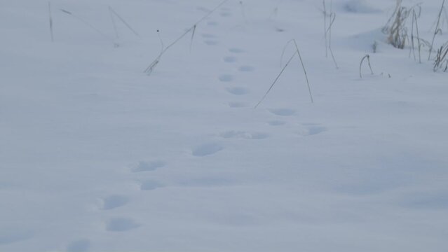 Small animal path print on snow in fir forest tilt down