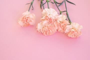 Pink carnations on a pink background. Place for text