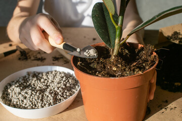 Pour fertilizer into a pot with a ficus with a small spatula for the care of domestic plants, bait