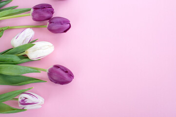 Bright colorful flowers tulips lie on a pink background on the side. Top view flat. Maker