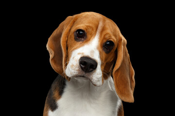 Funny Portrait of Beagle Dog Gazing Isolated on Black Background in studio