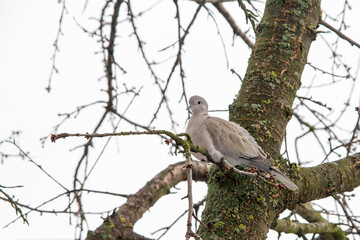 A wild pigeon in the branches of an old tree. A wild bird sits on a branch.