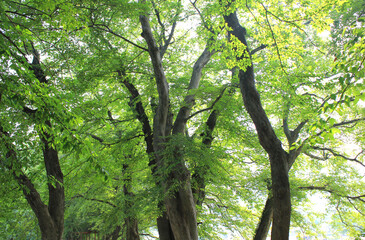 tree in the forest