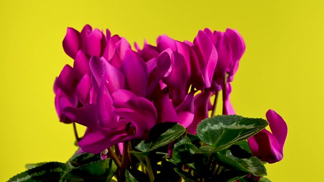 Cyclamen with red flowers on a yellow background