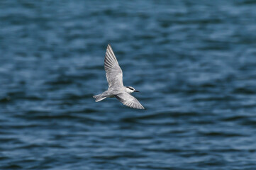 Common tern (Sterna hirundo) flying in the air above the sea.