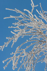 tree branches covered with snow against a blue sky.
