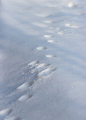 animal tracks in deep snow.