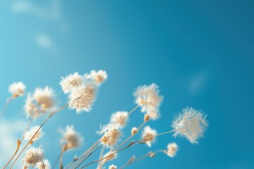 A beautiful bunch of white flowers against a vibrant blue sky. Perfect for adding a touch of nature to any project
