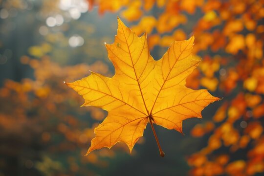 A vibrant yellow maple leaf stands in front of a tall tree. This image can be used to represent the beauty of autumn or the changing seasons