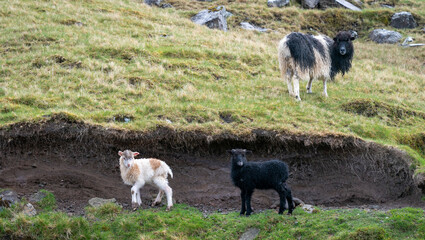 Sheep roam freely on the Faroe Islands, a common sight against the rugged Faroese landscape.