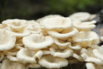 Mushrooms grow around dead woody stems. Tarragon oyster or pleurotus eusnosmus
