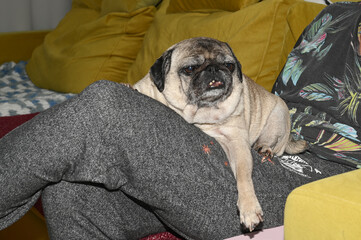 an old pug lies on the owner's lap 4