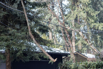 Fallen tree limbs hanging on power lines in a wooded suburban residential neighborhood after severe...