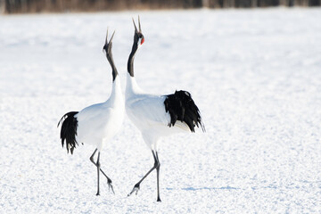 Pair of Red-crowned Cranes whooping © 雅文 大石