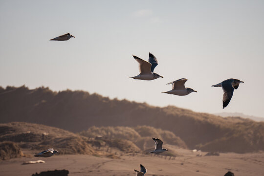 Seagulls in flight over a beach