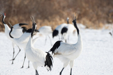 Pair of Red-crowned Cranes whooping